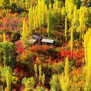 5 جنگل زیبا برای سفرهایی پاییزی